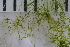  (Bryopsis sp - 2016_BIO309A_45)  @11 [ ] CreativeCommons - Attribution Non-Commercial Share-Alike (2016) University of Bergen University of Bergen, Natural History Collections