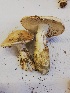  (Amanita ovoidea - FR2021703)  @11 [ ] by-nc-sa (2021) Thibaud Decaëns Universite Montpellier, CEFE Lab