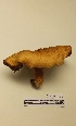  (Lactarius acerrimus - UM-AASS-135)  @11 [ ] by-nc-sa (2021) Thibaud Decaëns Universite Montpellier, CEFE Lab