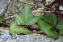  (Hedera helix - UM-AASS-0194)  @11 [ ] CreativeCommons - Attribution Share-Alike (2023) G Papuga Universite Montpellier, CEFE Lab