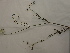  (Daucus carota ssp. Carota - UM_ABSR_00152)  @11 [ ] by-nc-sa (2022) Julie Alauzet Universite Montpellier