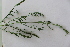  (Centaurea salmantica - UM_ABTS_00088)  @11 [ ] by-nc-sa (2022) Colliot Ilona Universite Montpellier