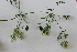  (Ranunculaceae - UM_ABTS_00093)  @11 [ ] by-nc-sa (2022) Colliot Ilona Universite Montpellier
