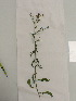  (Centaurea aspera - UM_ACAZ_0096)  @11 [ ] by-nc-sa (2022) AurÃ©lien Caries Universite Montpellier