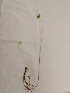  (Petrosedum sediforme - UM_ACAZ_0102)  @11 [ ] by-nc-sa (2022) AurÃ©lien Caries Universite Montpellier