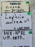  (Laphria aurea - UM_AAFF_00255)  @11 [ ] by-nc-sa (2024) Benoit Nabholz Universite Montpellier