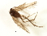  (Scelobotrichia contrerasi - RBCAD-2211)  @11 [ ] CreativeCommons - Attribution (2009) Unspecified Centre for Biodiversity Genomics