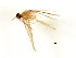  (Neotrichia minutisimella - RBCAD-2197)  @12 [ ] CreativeCommons - Attribution (2009) Unspecified Centre for Biodiversity Genomics