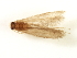  (Zumatrichia notosa - RBCAD-2220)  @11 [ ] CreativeCommons - Attribution (2009) Unspecified Centre for Biodiversity Genomics