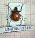  (Attelabus sulcifrons - BGE_00424_F01)  @11 [ ] CreativeCommons  Attribution Non-Commercial Share-Alike (2023) Claudia Bruschini UNIFI