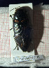  (Buprestis bertheloti - BGE_00427_C01)  @11 [ ] CreativeCommons  Attribution Non-Commercial Share-Alike (2024) Adele Bordoni UNIFI