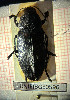  ( - BGE_00427_C02)  @11 [ ] CreativeCommons  Attribution Non-Commercial Share-Alike (2024) Adele Bordoni UNIFI