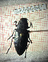  (Buprestis cupressi - BGE_00427_C03)  @11 [ ] CreativeCommons  Attribution Non-Commercial Share-Alike (2024) Adele Bordoni UNIFI