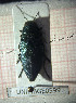  (Buprestis flavoangulata - BGE_00427_C05)  @11 [ ] CreativeCommons  Attribution Non-Commercial Share-Alike (2024) Adele Bordoni UNIFI