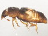  (Carpophilus hemipterus - 10BBCOL-0408)  @13 [ ] CreativeCommons - Attribution (2010) CBG Photography Group Centre for Biodiversity Genomics