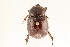  (Orizabus pyriformis - 09BBCOL-0484)  @14 [ ] CreativeCommons - Attribution (2009) Unspecified Centre for Biodiversity Genomics