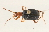  (Brachinus hirsutus - 09BBCOL-0568)  @14 [ ] CreativeCommons - Attribution (2009) Unspecified Centre for Biodiversity Genomics