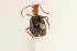  (Brachinus elongatulus - 09BBCOL-0573)  @14 [ ] CreativeCommons - Attribution (2009) Unspecified Centre for Biodiversity Genomics