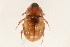  (Cyclocephala lurida - 09BBCOL-0929)  @15 [ ] CreativeCommons - Attribution (2009) Unspecified Centre for Biodiversity Genomics