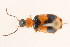  (Lebia divisa - 09BBCOL-0401)  @14 [ ] CreativeCommons - Attribution (2009) Unspecified Centre for Biodiversity Genomics
