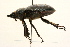  (Lucanus placidus - 09BBCOL-0024)  @15 [ ] CreativeCommons - Attribution (2009) Unspecified Centre for Biodiversity Genomics