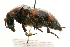  (Nicrophorus americanus - 09BBCOL-0076)  @14 [ ] CreativeCommons - Attribution (2009) Unspecified Centre for Biodiversity Genomics