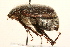  (Phyllophaga rubiginosa - 09BBCOL-0087)  @14 [ ] CreativeCommons - Attribution (2009) Unspecified Centre for Biodiversity Genomics