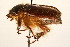  (Thyce squamicollis - 09BBCOL-0091)  @15 [ ] CreativeCommons - Attribution (2009) Unspecified Centre for Biodiversity Genomics