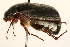  (Phyllophaga micans - 09BBCOL-0094)  @15 [ ] CreativeCommons - Attribution (2009) Unspecified Centre for Biodiversity Genomics