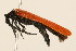  (Lygistopterus rubripennis - 09BBCOL-0281)  @15 [ ] CreativeCommons - Attribution (2009) Unspecified Centre for Biodiversity Genomics