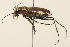  (Cicindela scutellaris lecontei - 09BBCOL-0099)  @15 [ ] CreativeCommons - Attribution (2009) Unspecified Centre for Biodiversity Genomics