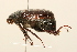  (Phyllophaga profunda - 09BBCOL-0918)  @15 [ ] CreativeCommons - Attribution (2009) Unspecified Centre for Biodiversity Genomics