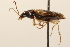  (Bembidion perspicuum - 09BBCOL-0959)  @14 [ ] CreativeCommons - Attribution (2009) Unspecified Centre for Biodiversity Genomics