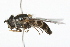  (Dasysyrphus creper - 09BBDIP-0310)  @14 [ ] CreativeCommons - Attribution (2009) Unspecified Centre for Biodiversity Genomics