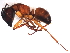  (Camponotus americanus - 09BBUSA-F0378)  @14 [ ] CreativeCommons - Attribution (2010) CBG Photography Group Centre for Biodiversity Genomics