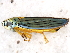  (Graphocephala atropunctata - 10BBHEM-386)  @15 [ ] CreativeCommons - Attribution (2010) Unspecified Centre for Biodiversity Genomics