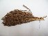  (Astrocaryum perangustatum - MHNSM USM-264105)  @11 [ ] Copyright (2014) Francis Kahn Museo de Historia Natural San Marcos