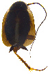  (Phyllodromica latipennis - UZSAV548)  @11 [ ] CreativeCommons  Attribution Non-Commercial Share-Alike (2022) Martin Secansky Slovak National Museum-Natural History Museum