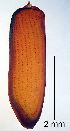  ( - 2020.06.28 Oligomerus ptilinoides (specimen 2))  @11 [ ] CreativeCommons - Attribution Share-Alike (2023) Unspecified University of Lausanne
