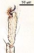  ( - 2023.08.25 Polypedilum albicorne (specimen 9))  @11 [ ] CreativeCommons - Attribution Share-Alike (2024) Unspecified University of Lausanne