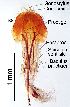  ( - 2020.06.28 Oligomerus ptilinoides (specimen 2))  @11 [ ] CreativeCommons - Attribution Share-Alike (2023) Unspecified University of Lausanne