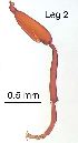  ( - 2020.06.28 Oligomerus ptilinoides (specimen 1))  @11 [ ] CreativeCommons - Attribution Share-Alike (2023) Unspecified University of Lausanne