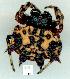  (Austracantha - gvc11871-1L)  @13 [ ] Copyright (2004) Unspecified Unspecified