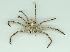  (Sparassidae - gvc12285-1L)  @16 [ ] Copyright (2004) Unspecified Unspecified