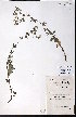  ( - CCDB-23954-A01)  @11 [ ] CreativeCommons - Attribution (2015) University of Alberta Herbarium University of Alberta Herbarium