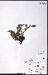  ( - CCDB-23954-A11)  @11 [ ] CreativeCommons - Attribution (2015) University of Alberta Herbarium University of Alberta Herbarium