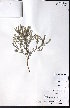  ( - CCDB-23954-B07)  @11 [ ] CreativeCommons - Attribution (2015) University of Alberta Herbarium University of Alberta Herbarium