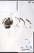  (Cheilanthes feei - CCDB-23954-B11)  @11 [ ] CreativeCommons - Attribution (2015) University of Alberta Herbarium University of Alberta Herbarium