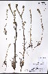  ( - CCDB-23954-C06)  @11 [ ] CreativeCommons - Attribution (2015) University of Alberta Herbarium University of Alberta Herbarium