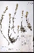  ( - CCDB-23954-E01)  @11 [ ] CreativeCommons - Attribution (2015) University of Alberta Herbarium University of Alberta Herbarium
